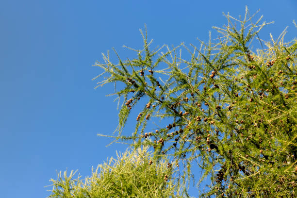 istock Spruce branches with green needles in sunny weather 1686178489