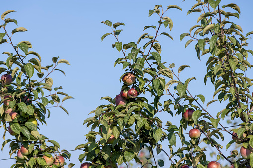 Apple harvest in the apple orchard in sunny weather, unripe apples on tree branches in the orchard