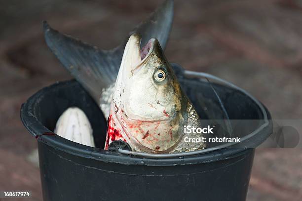 Fish Carp Fishing Angling Stock Photo - Download Image Now - Animal, Animals In The Wild, Bony Fish