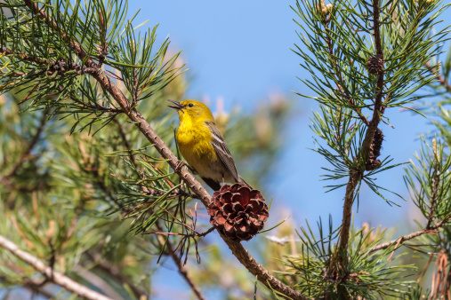 A colorful Pine Warbler singing from the branch of a pine tree.