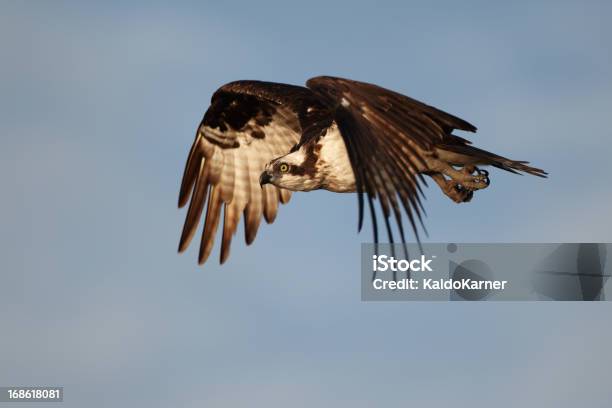 Osprey Stockfoto und mehr Bilder von Adler - Adler, Fischadler, Fliegen