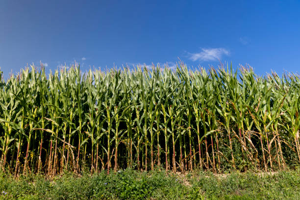 istock a field with a harvest of unripe green corn 1686180845