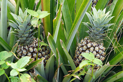 Pineapple fields - Moorea island - French Polynesia