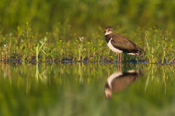 istock Wader bird - Lapwing Vanellus vanellus springtime in Poland Europe 1686193557