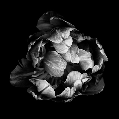 Monochrome double tulip isolated against a black background