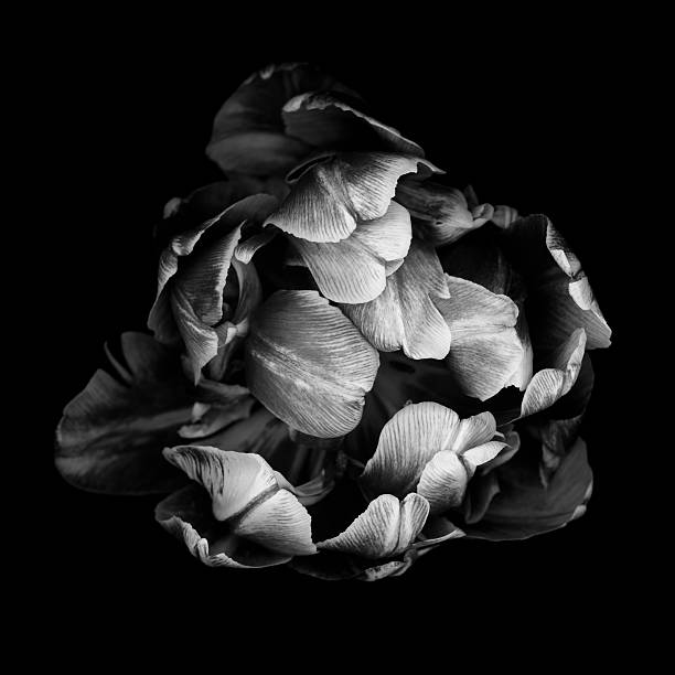monochrome double tulip isolated against a black background - lale fotoğraflar stok fotoğraflar ve resimler