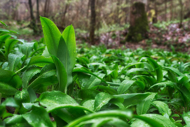 wilder knoblauch bärlauch - ramson stock-fotos und bilder