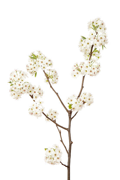 Blossoms on Pear Tree Blossoms on a pear tree. Studio isolated on white. pear tree photos stock pictures, royalty-free photos & images
