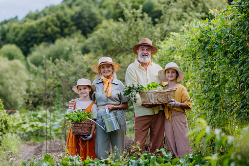 Portrait of grandparents with granddaughters standing in the middle of a field, holding harvested crop, watering can. Harvesting vegetables in the fall. Concept of importance of grandparents - grandchild relationship. Intergenerational gardening.