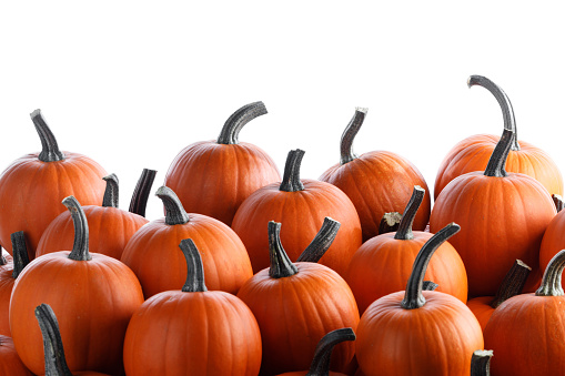 Heap of many harvest orange pumpkins on white background , Halloween or Thanksgiving celebration concept