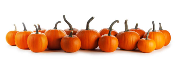 istock Pumpkins in a row isolated on white 1686202236