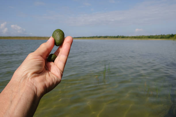 istock Cladophora ball in the woman's hand. Lake background. 1686204459