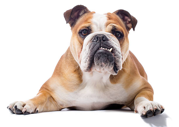 retrato de un bulldog inglés - bulldog fotografías e imágenes de stock