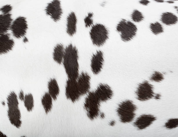 Dalmatian fur Dalmatian fur http://bit.ly/16Cq4VM dalmatian stock pictures, royalty-free photos & images