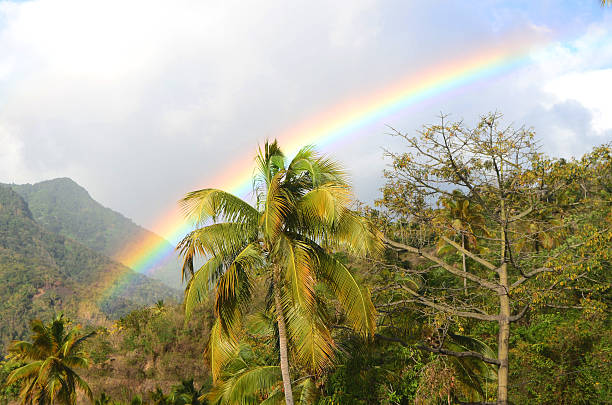 istock beautiful rainbow behind coconut trees 168620602