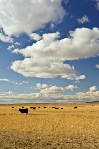 Cows on a ranch in the high plains desert, taken in Wyoming.