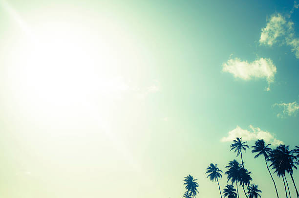 istock exotic bright sky and coconut palm trees 168620633