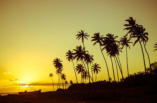 istock breathtaking exotic landscape with palm trees 168620641