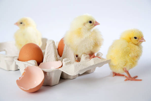 istock Baby chickens and a box of eggs 168620653