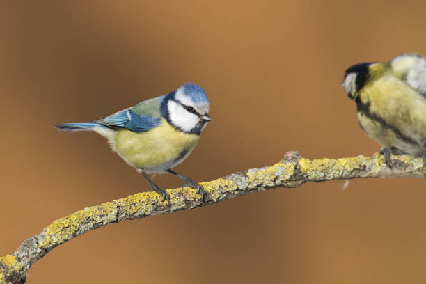 istock Bird - Bluetit on winter background, winter time Poland Europe 1686206741