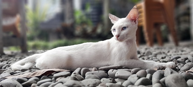 Rilex White Cat stones blue