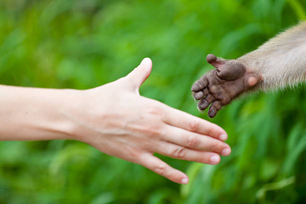 Hi nature Two hands open towards each other. primate stock pictures, royalty-free photos & images