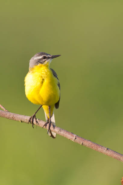 istock Bird - Yellow Wagtail on meadow, Poland Europe 1686211103