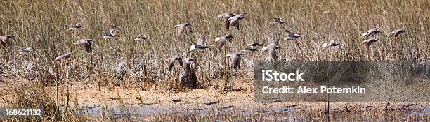 Voar Maçaricopintado Em Everglades - Fotografias de stock e mais imagens de Maçarico-pintado - Maçarico-pintado, Animal, Animal selvagem