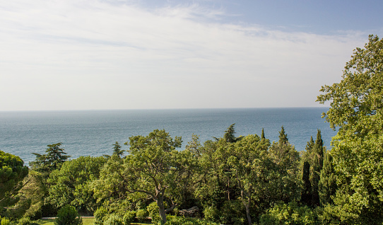 Photo of exotic trees on the sea coast against a blue sky.