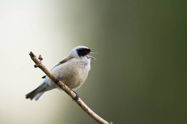 istock Bird Remiz pendulinus Penduline Tit perched on tree Poland Europe 1686211652