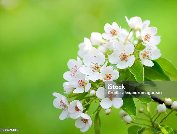 Photo libre de droit de Fleur De Figuier De banque d'images et plus d'images libres de droit de Arbre - Arbre, Arbre en fleurs, Botanique