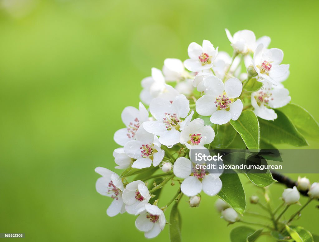 Flor de pêra - Royalty-free Ao Ar Livre Foto de stock