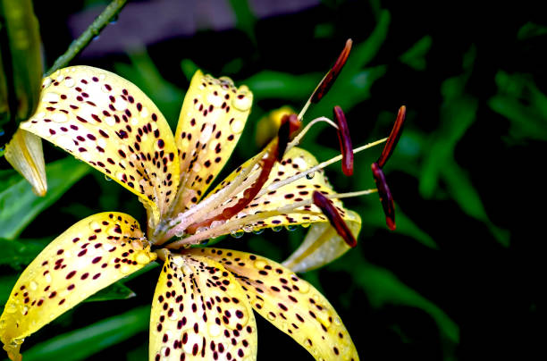 istock tiger lily bud with raindrops on the petals, macro 1686215936