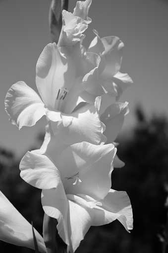 Lovely outdoor macro shot of ornamental blossom. Luxurious petals with natural sunlight illumination.