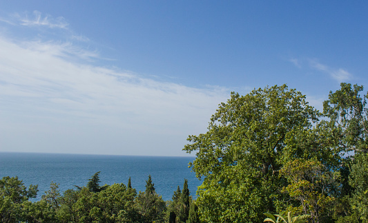 Photo of exotic trees on the sea coast against a blue sky.