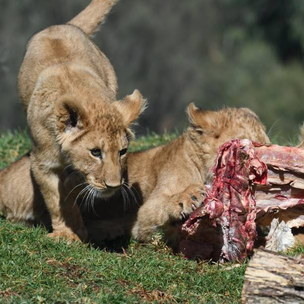 istock Lion cubs eating 1686225999