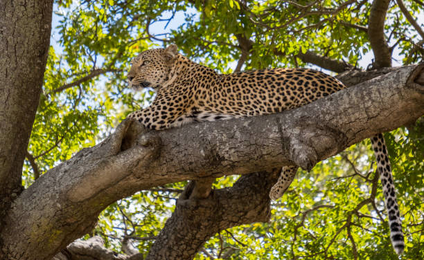 Female Leopard stock photo