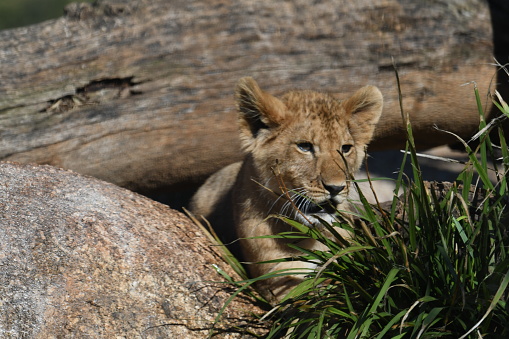 Lion cub playing