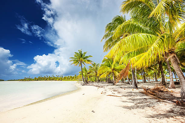 istock Bora-Bora Coconut Palm Trees Dream Beach 168623182