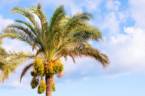 istock Tropical date palm tree with immature fruits 1686232351