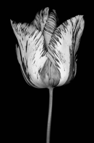 istock Monochrome streaked tulip isolated against a black background 168623601