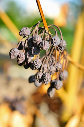 Dried and shrivelled fruits