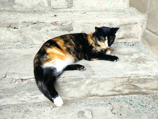 Tortoiseshell cat lies on the steps
