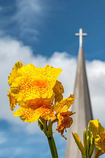 Colourful yellow canna lily with orange spots and out of focus church steeple in background.