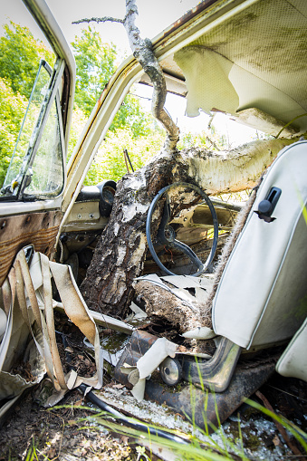 Tree growing the interior of a rotten classic car abandoned in nature