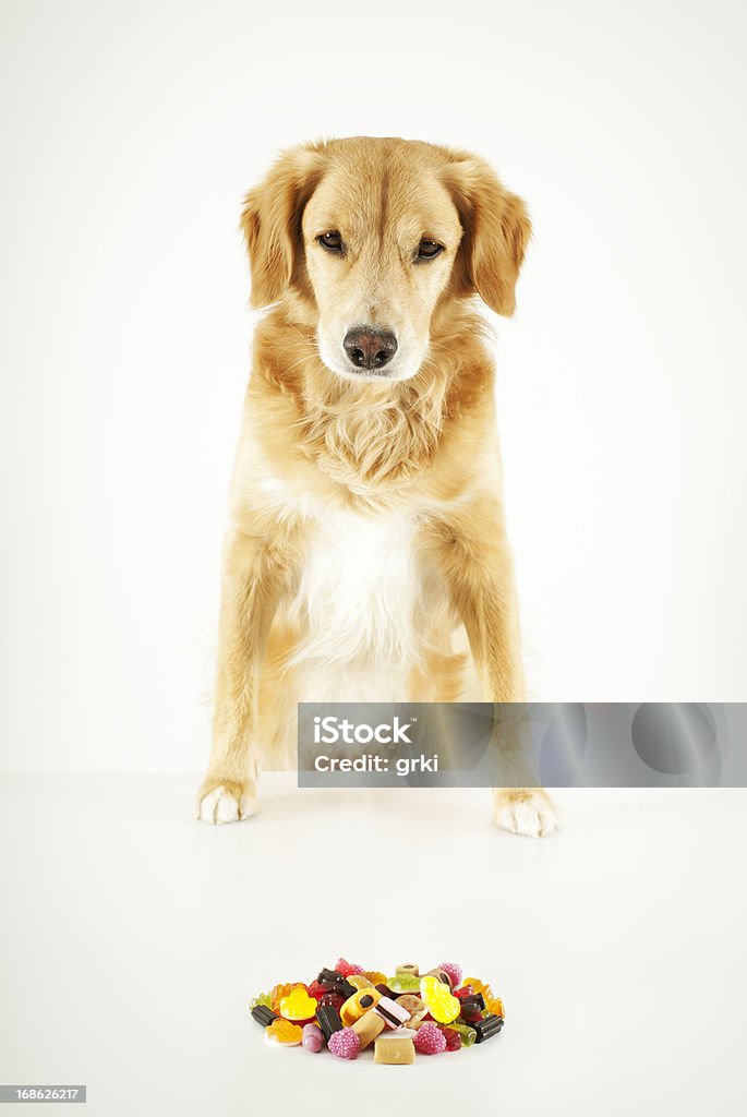Hungry dog Dog wants to eat gummy candies. Dog Stock Photo