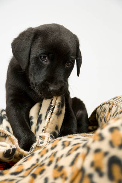 istock Black lab puppy on white seamless 168626392