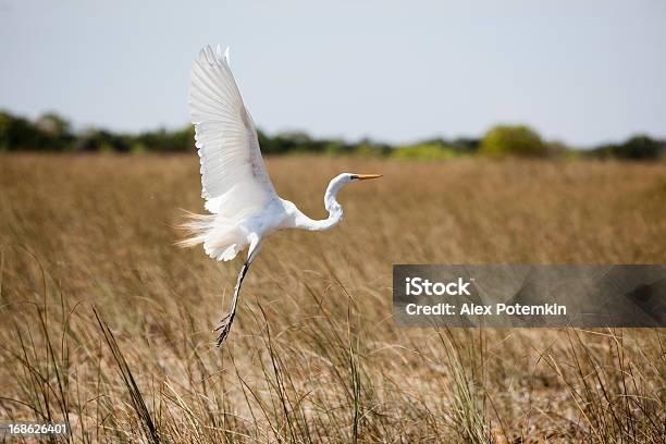 Flying Great White Heron Stock Photo - Download Image Now - Animal, Animal Wildlife, Animals In The Wild