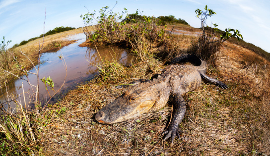 Alligator in the Everglades National Park, USA, Florida. Close-up shot with a fisheye lense