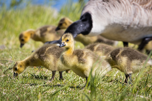 Flock of ducklings and a parent Canada Goose looking for food in the grass